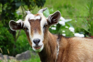 Bezoral goat: домашен прародител на кози